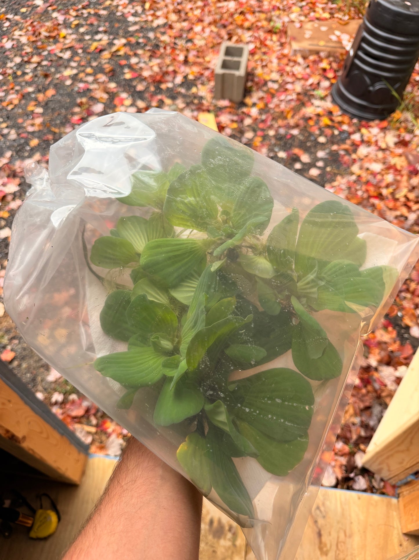 Water Lettuce