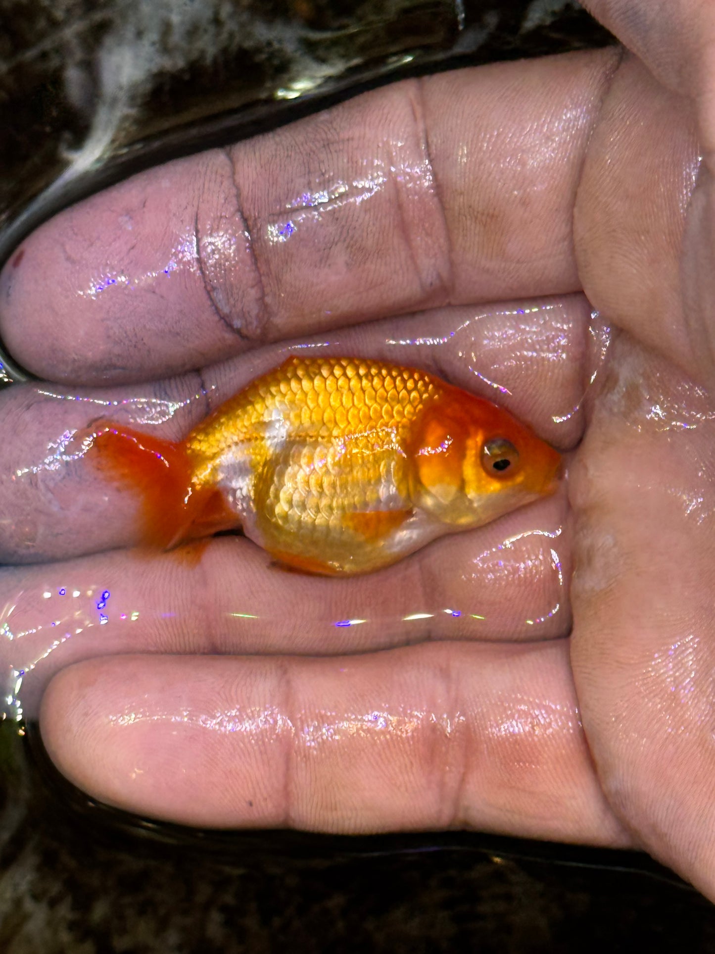 Assorted red/white larger/medium quality ranchus (group of 2)