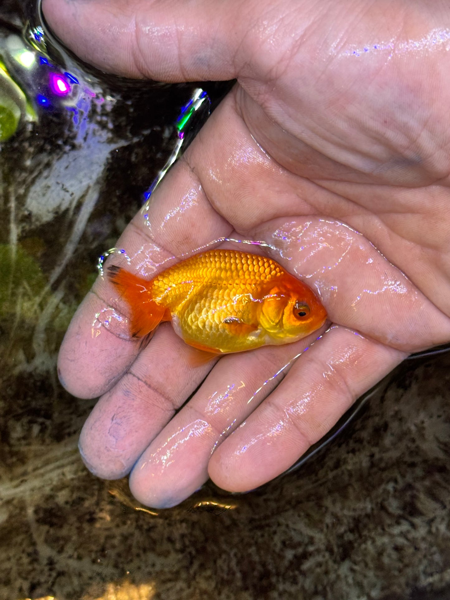 Assorted red/white larger/medium quality ranchus (group of 2)