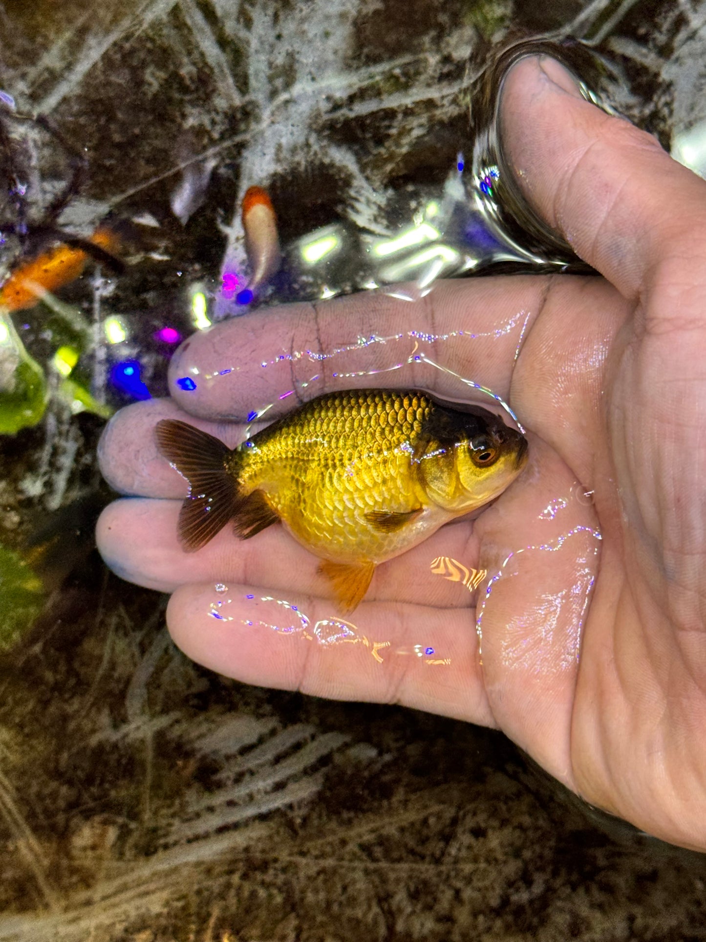 Assorted red/white larger/medium quality ranchus (group of 2)
