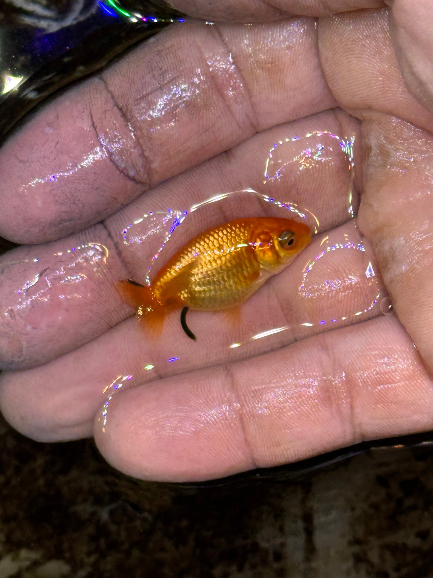 Assorted red/white small/lower quality ranchus (group of five)
