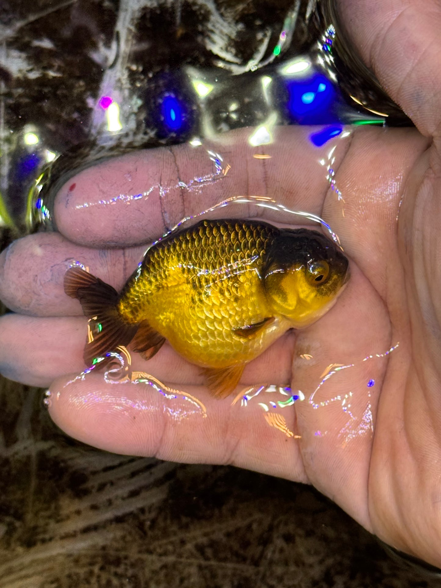 Assorted red/white larger/medium quality ranchus (group of 2)