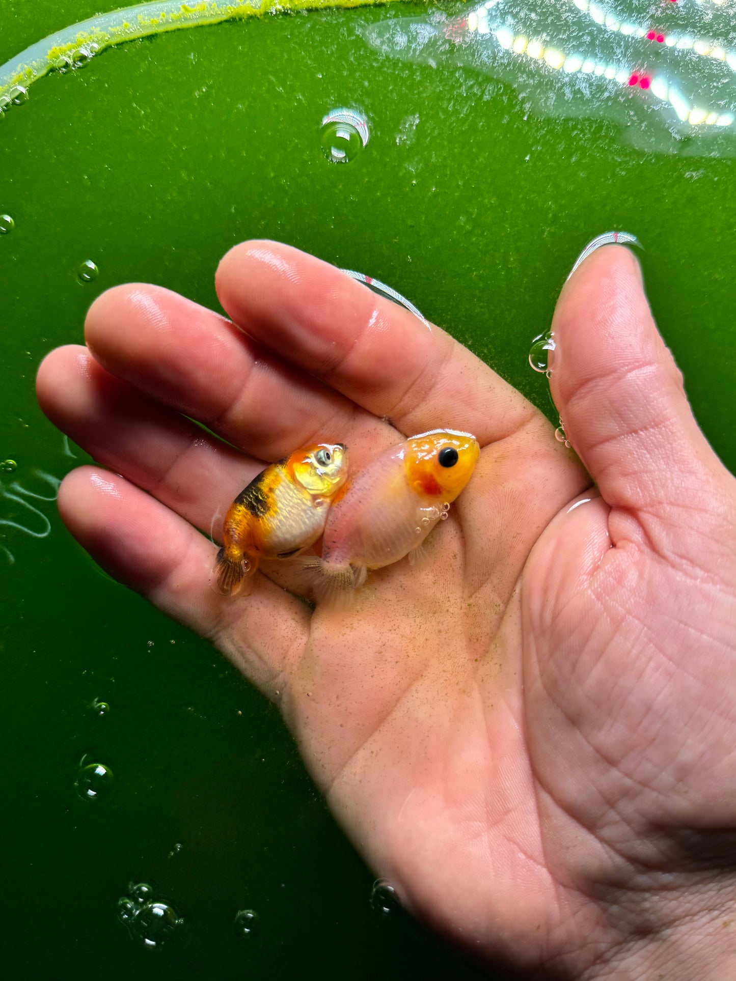 Two medium quality ranchus