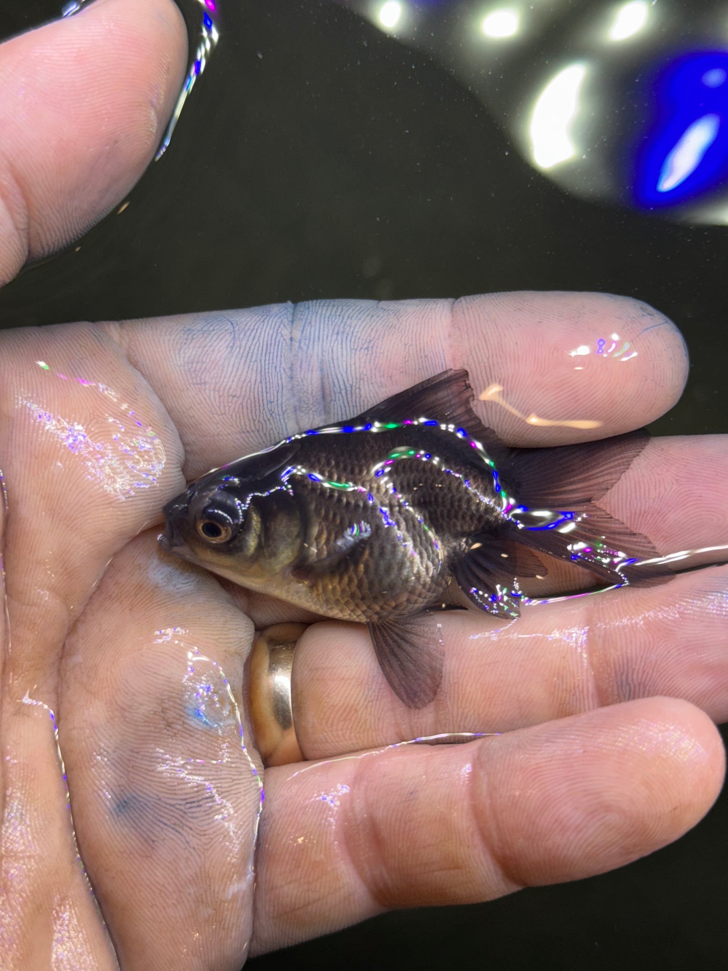 Assorted mini Jills - black telescope goldfish (group of 2)