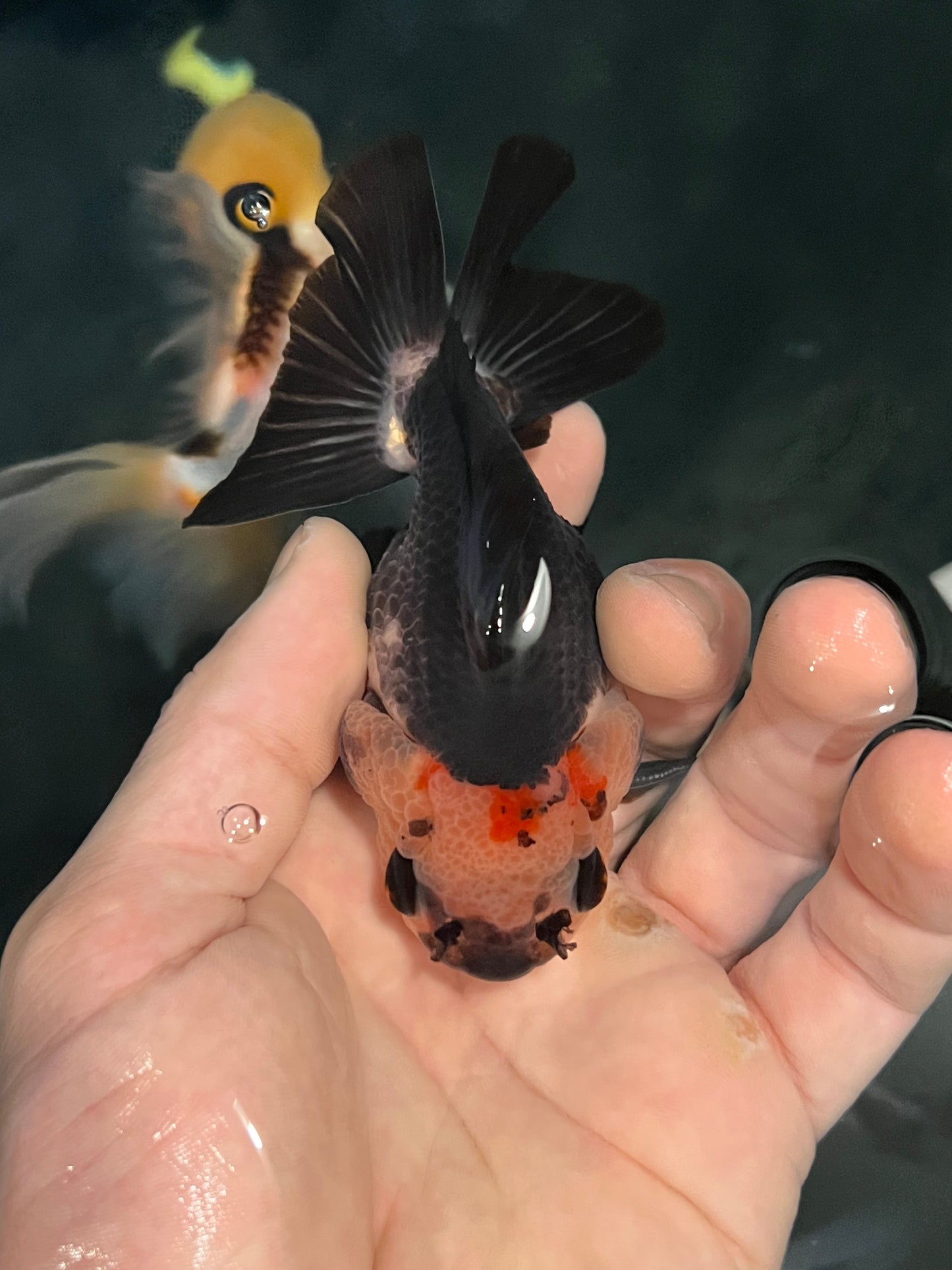 Extremely strange looking individual