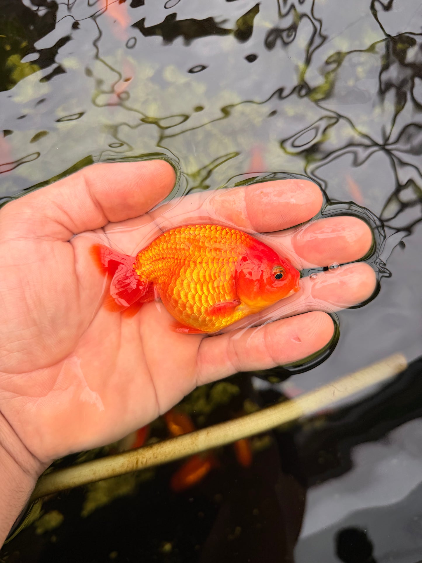 Mr. Fred Red