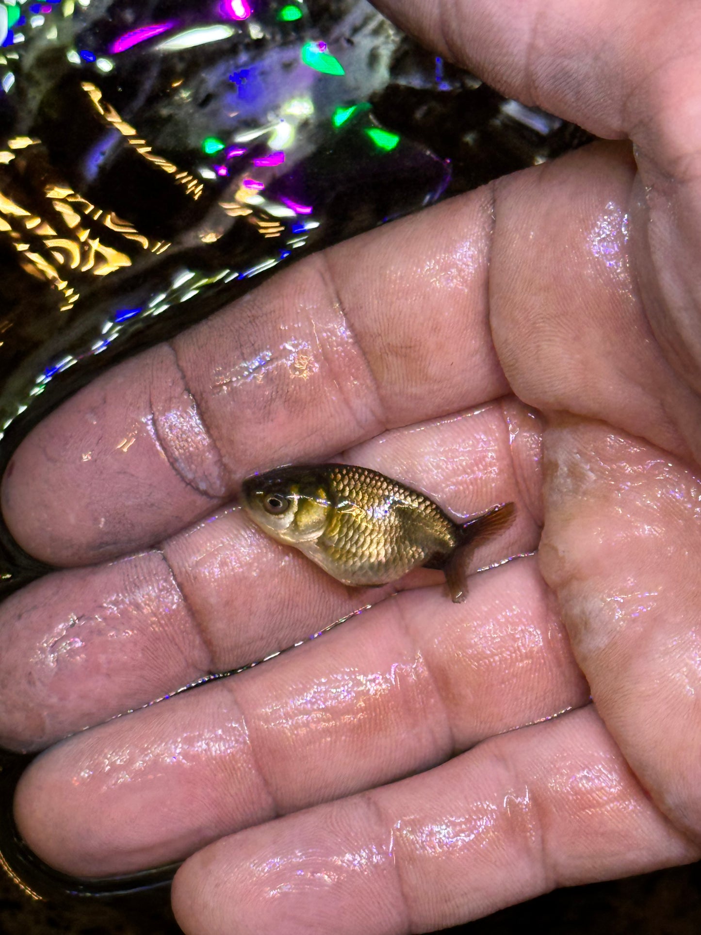 Assorted red/white small/lower quality ranchus (group of five)