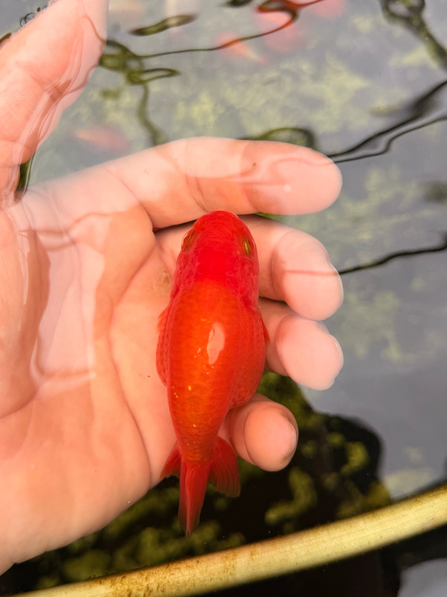Mr. Fred Red