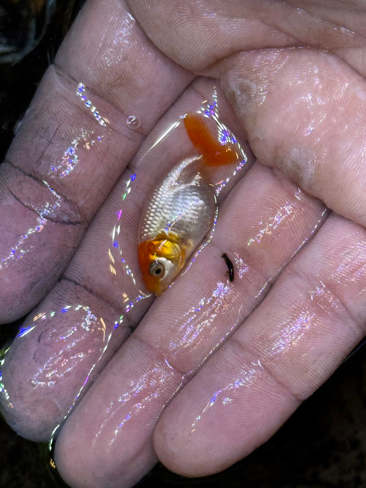 Assorted red/white small/lower quality ranchus (group of five)