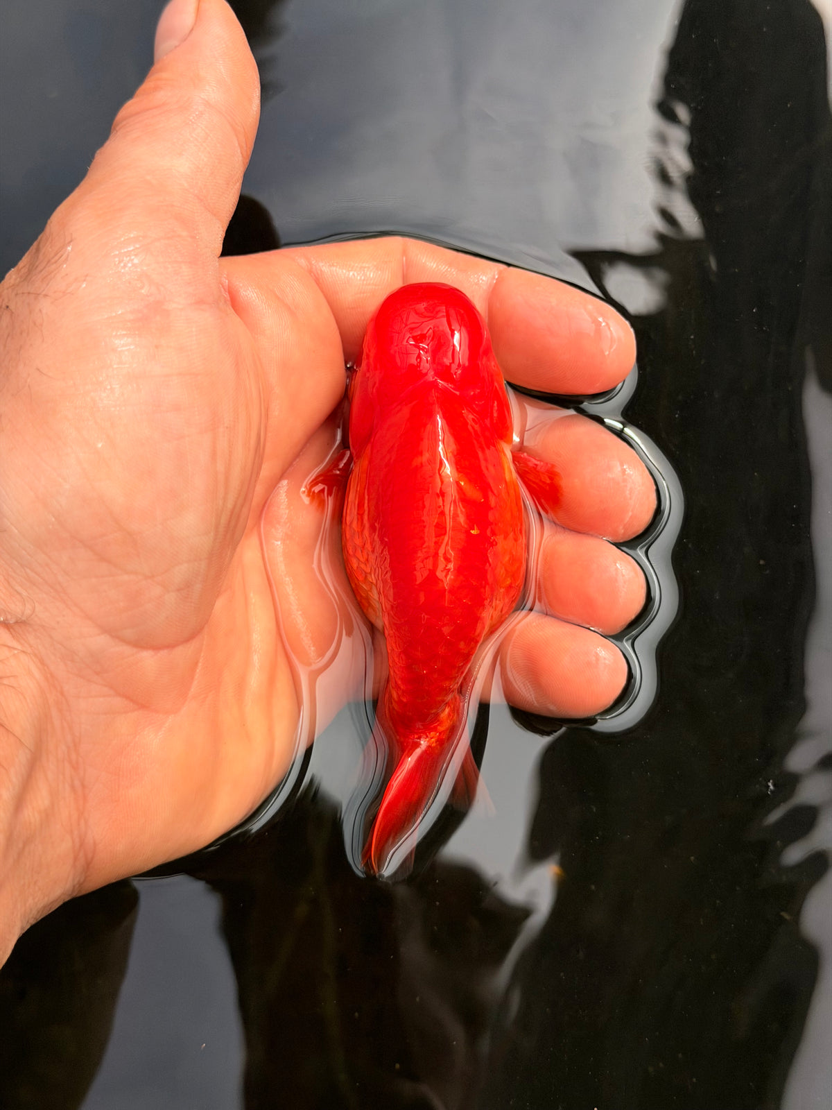 Flamin’ Hot Feesh