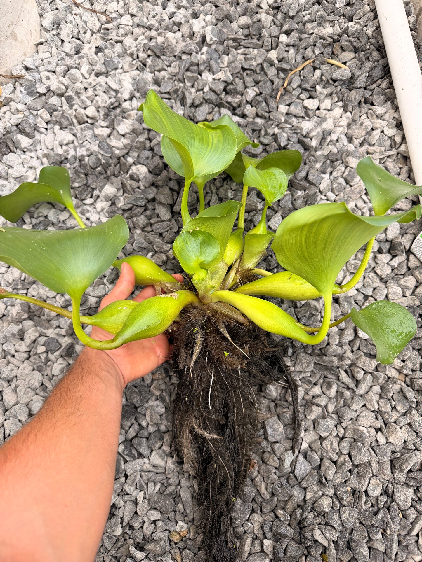 Water Hyacinth