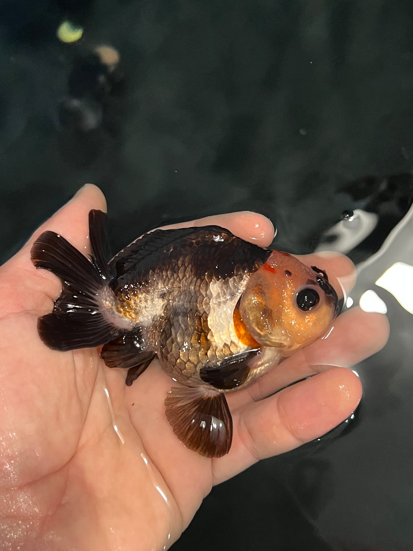 Extremely strange looking individual
