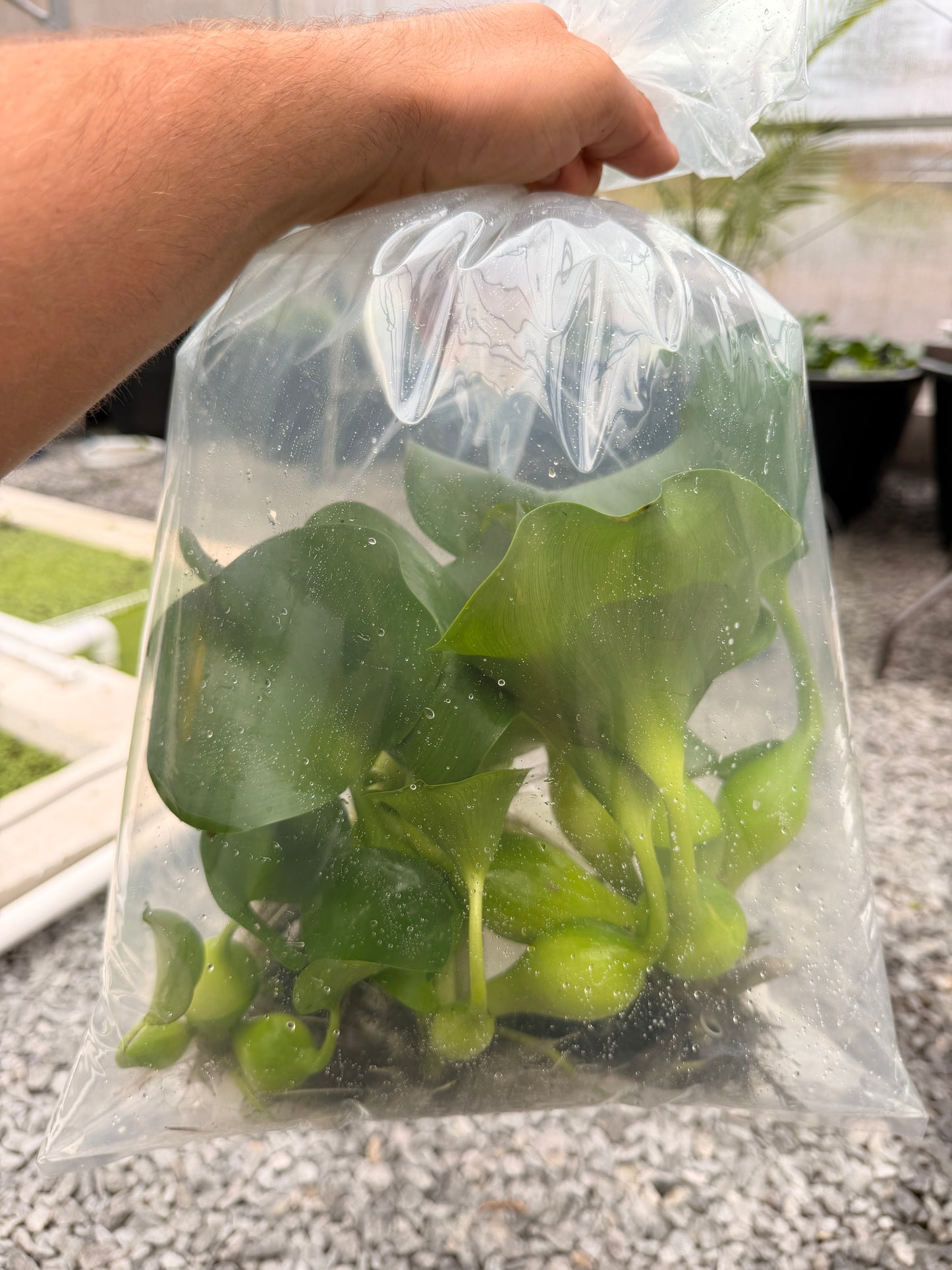 Water Hyacinth