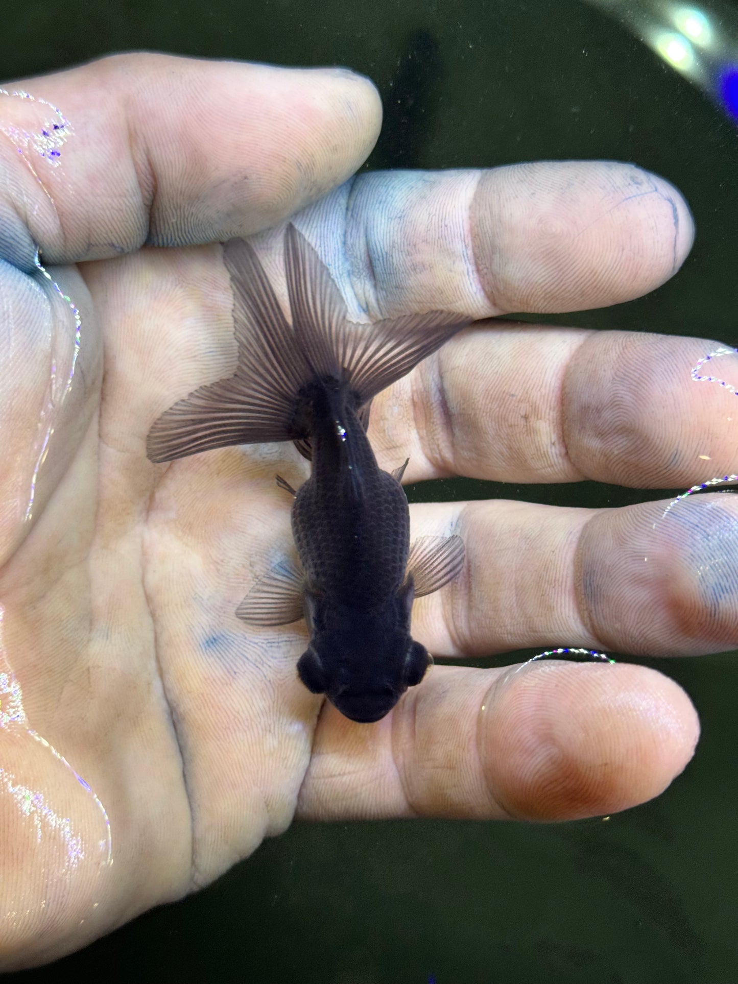 Assorted mini Jills - black telescope goldfish (group of 2)