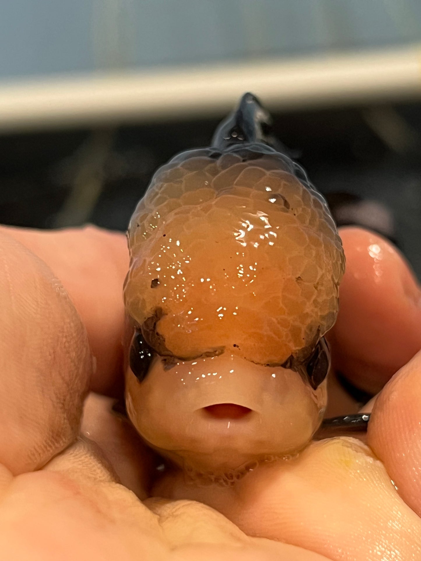 Angry little Chihuahua 