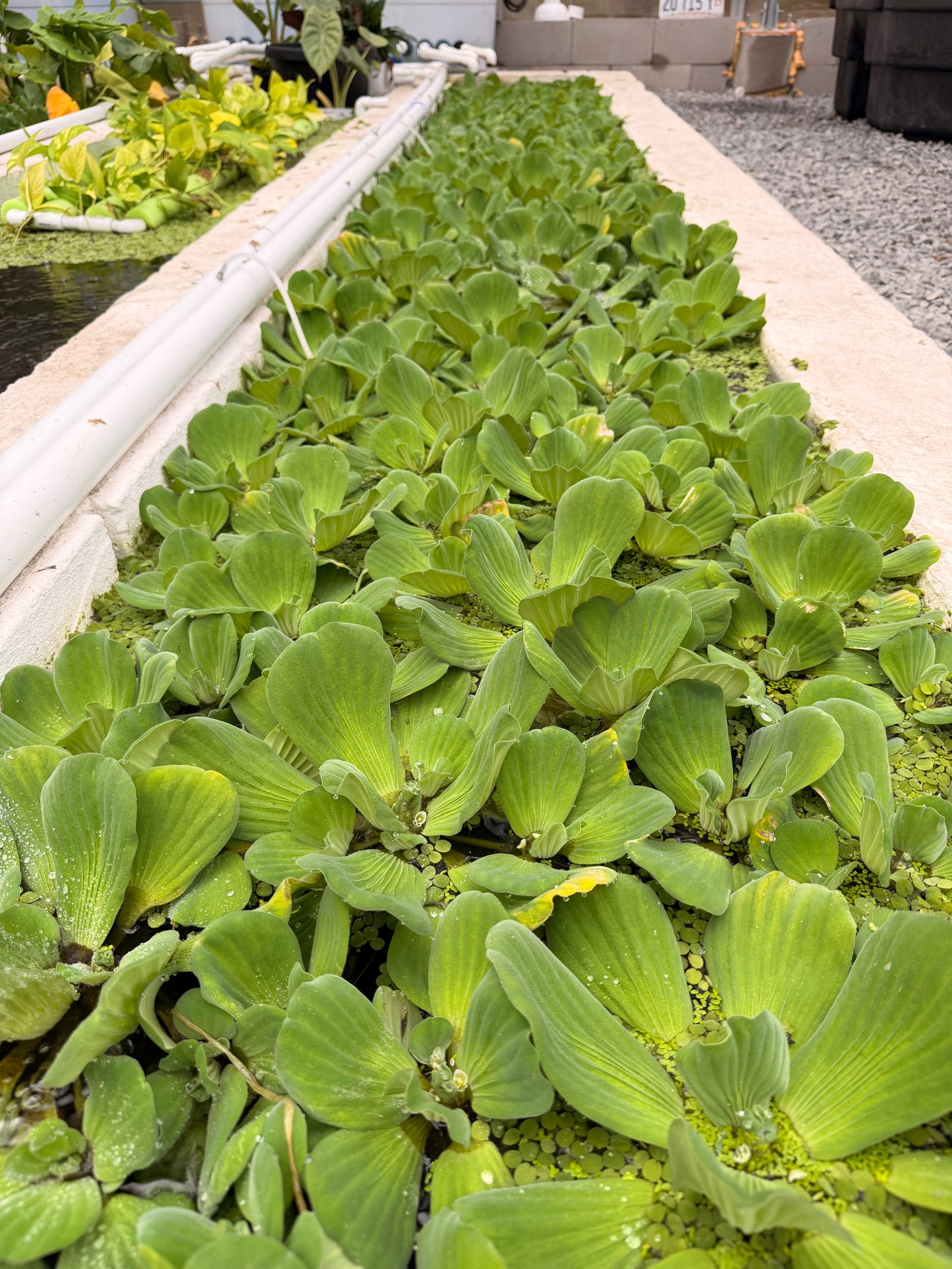 Water Lettuce