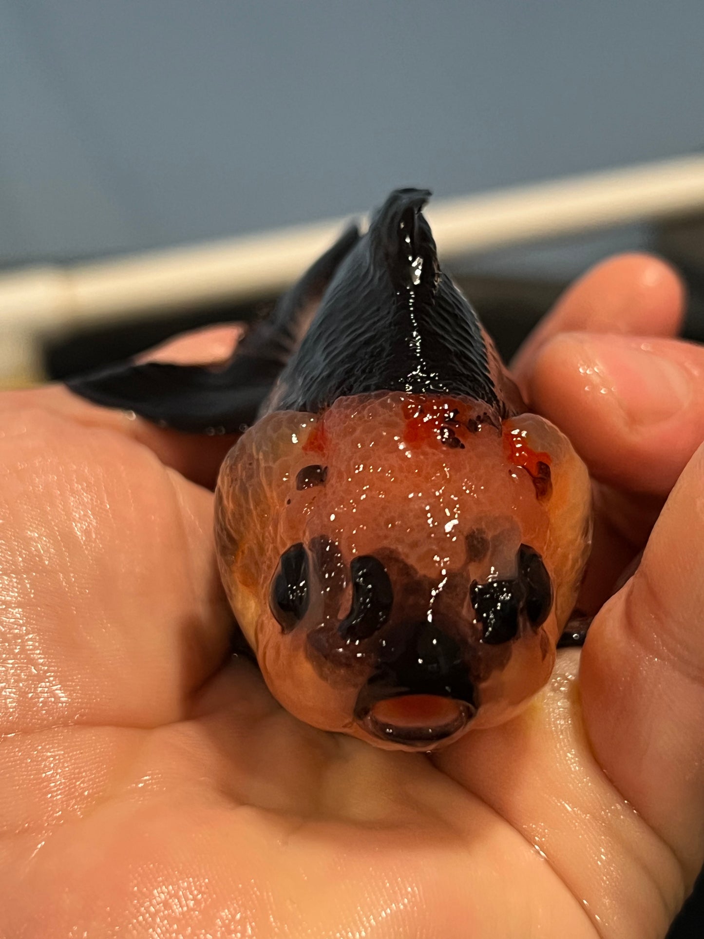 Extremely strange looking individual