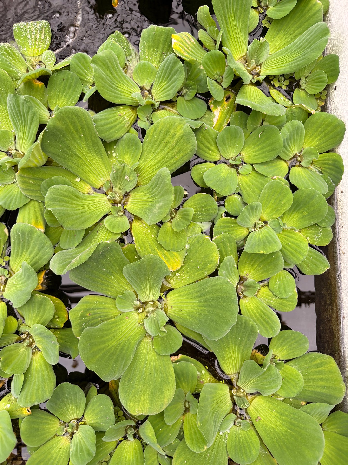 Water Lettuce