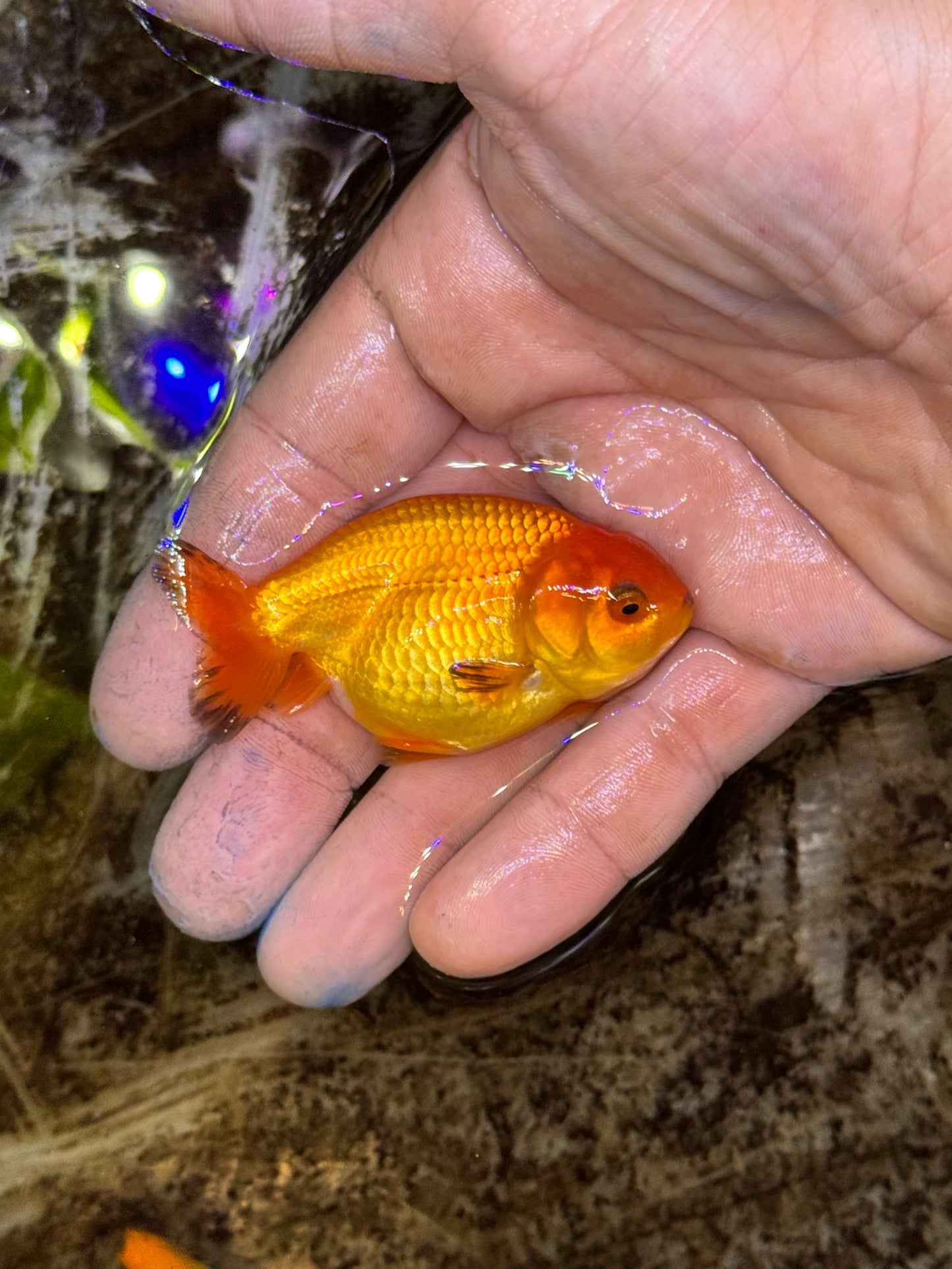 Assorted red/white larger/medium quality ranchus (group of 2)