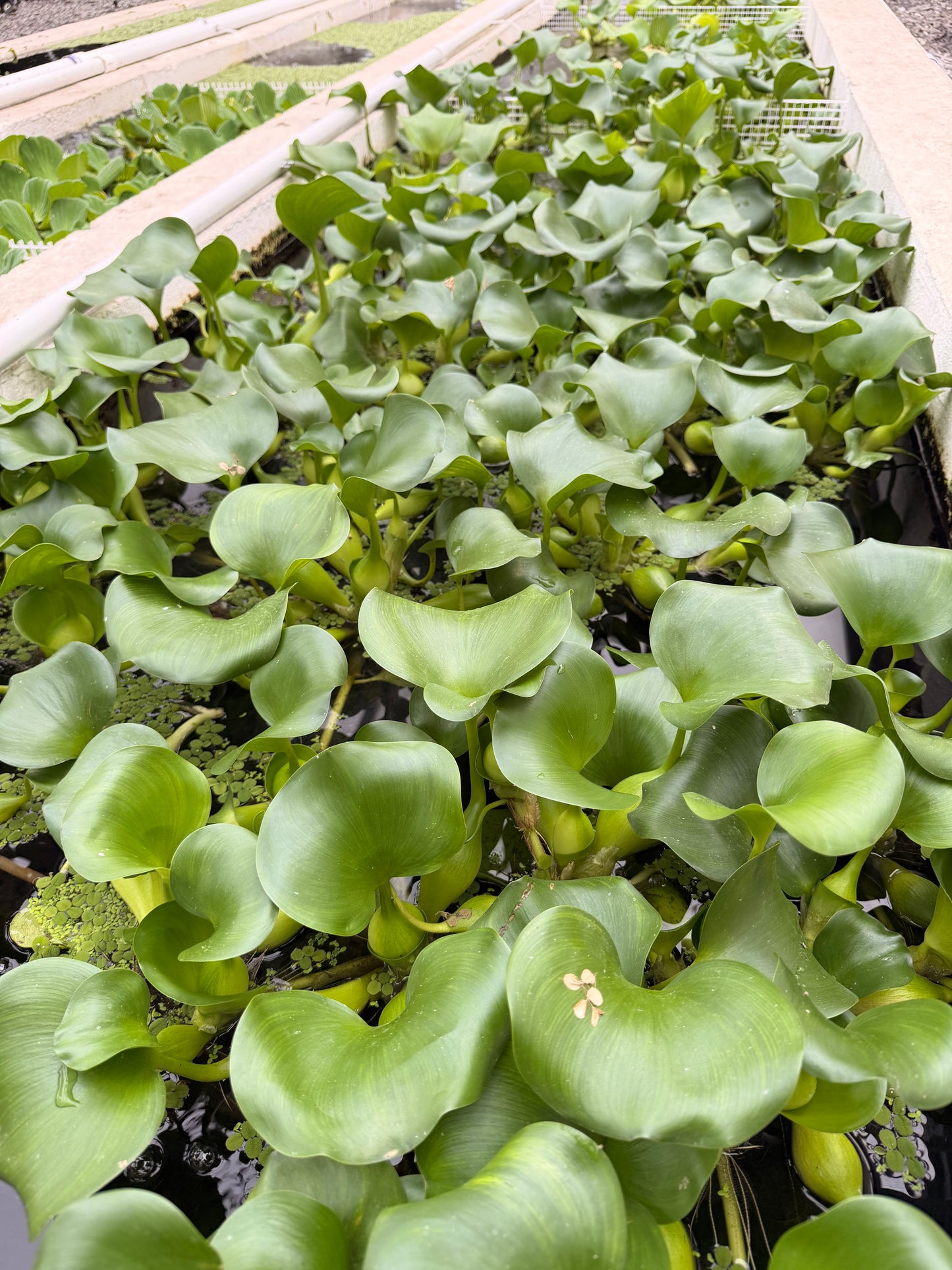Water Hyacinth