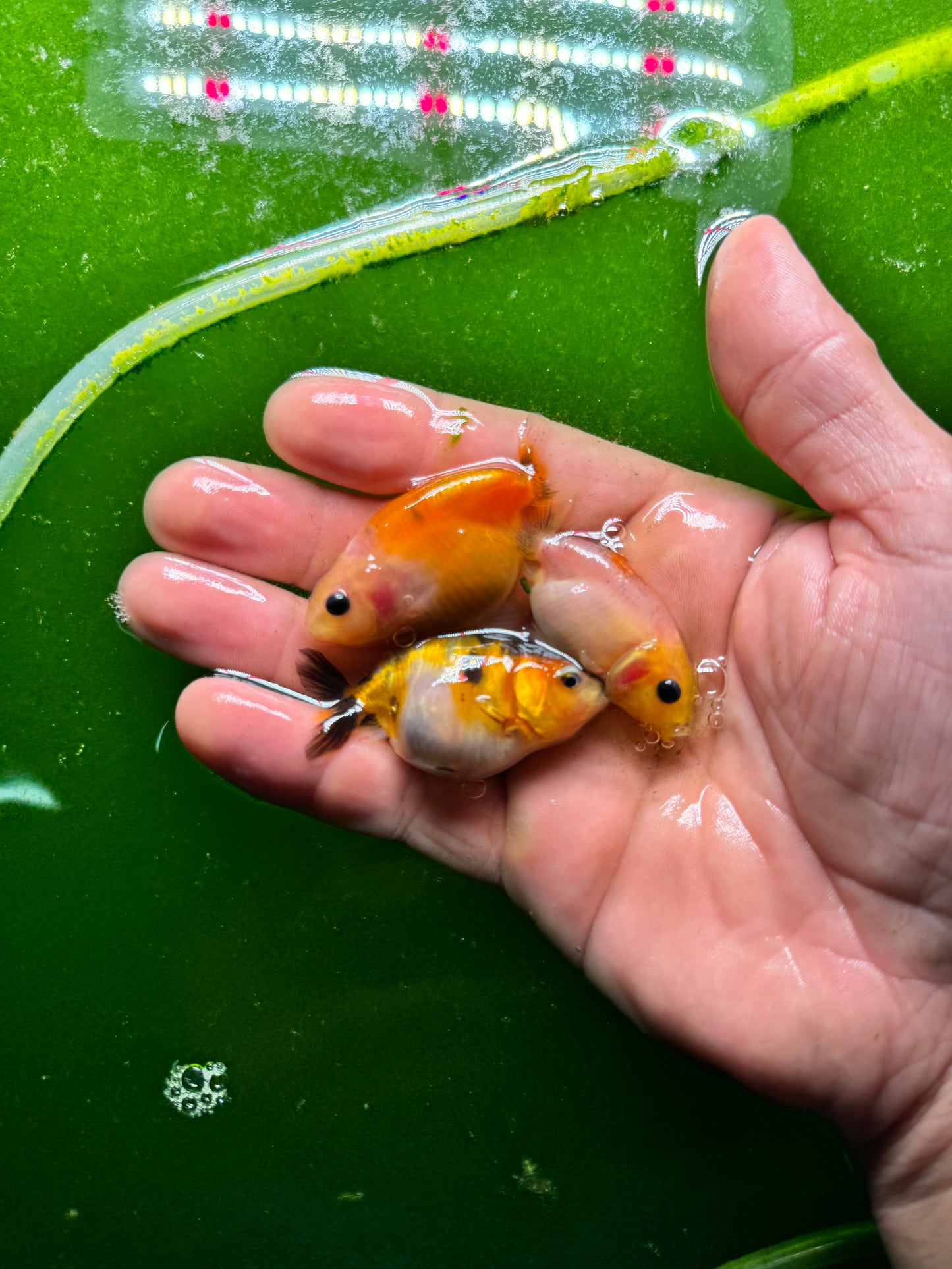 Two medium quality ranchus