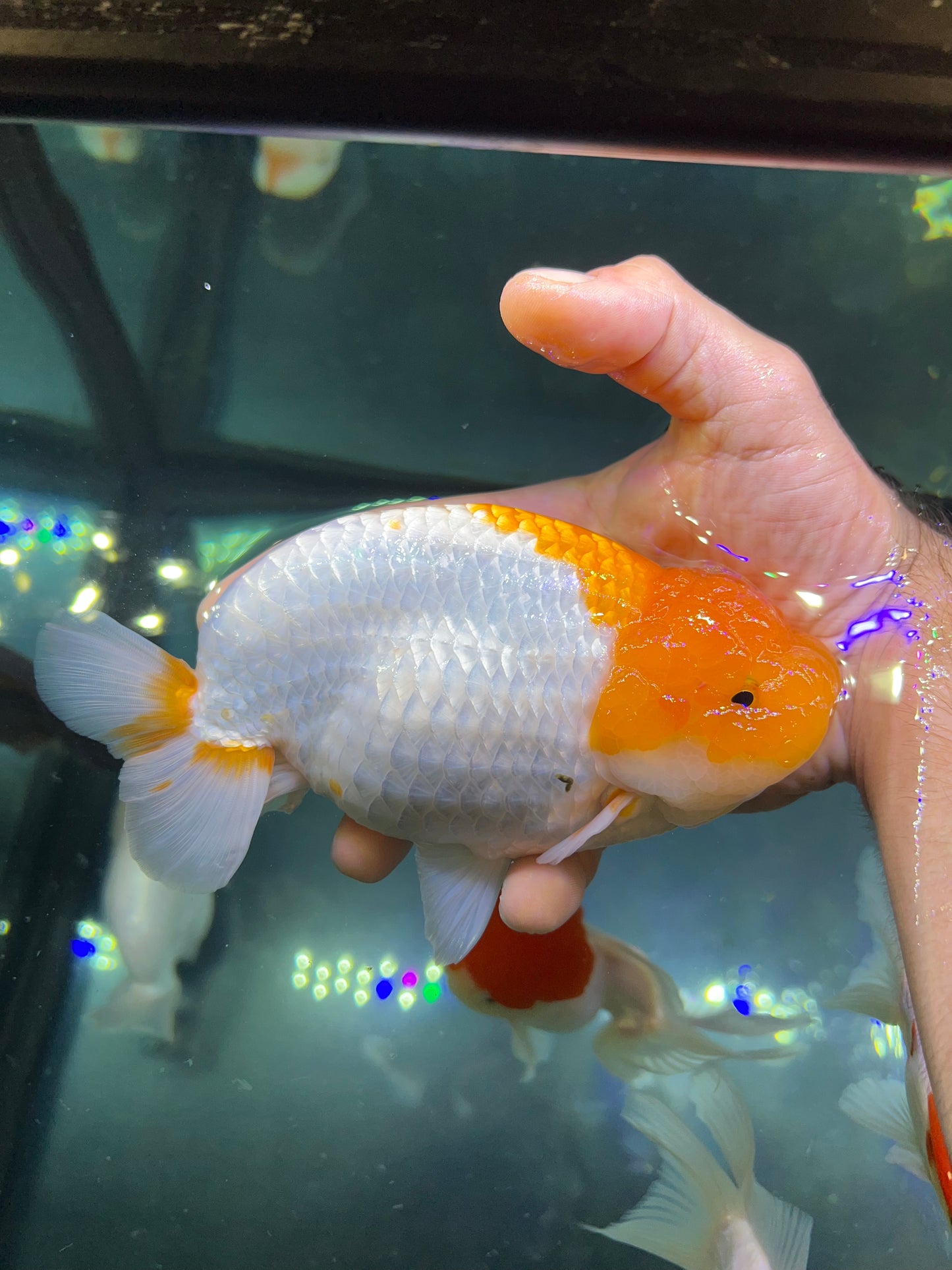 8-9 inch jumbo orange & white ranchu