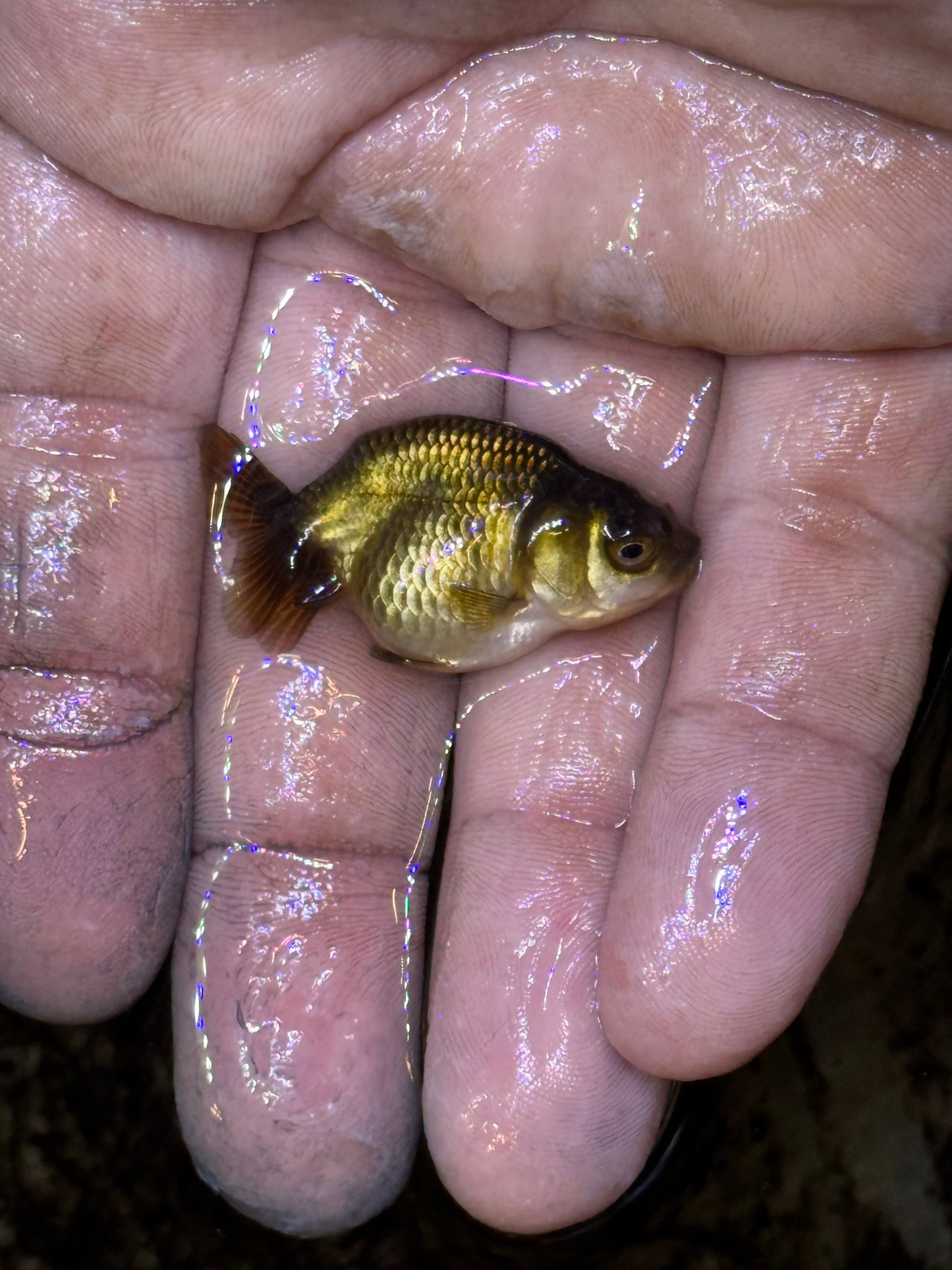 Assorted red/white small/lower quality ranchus (group of five)