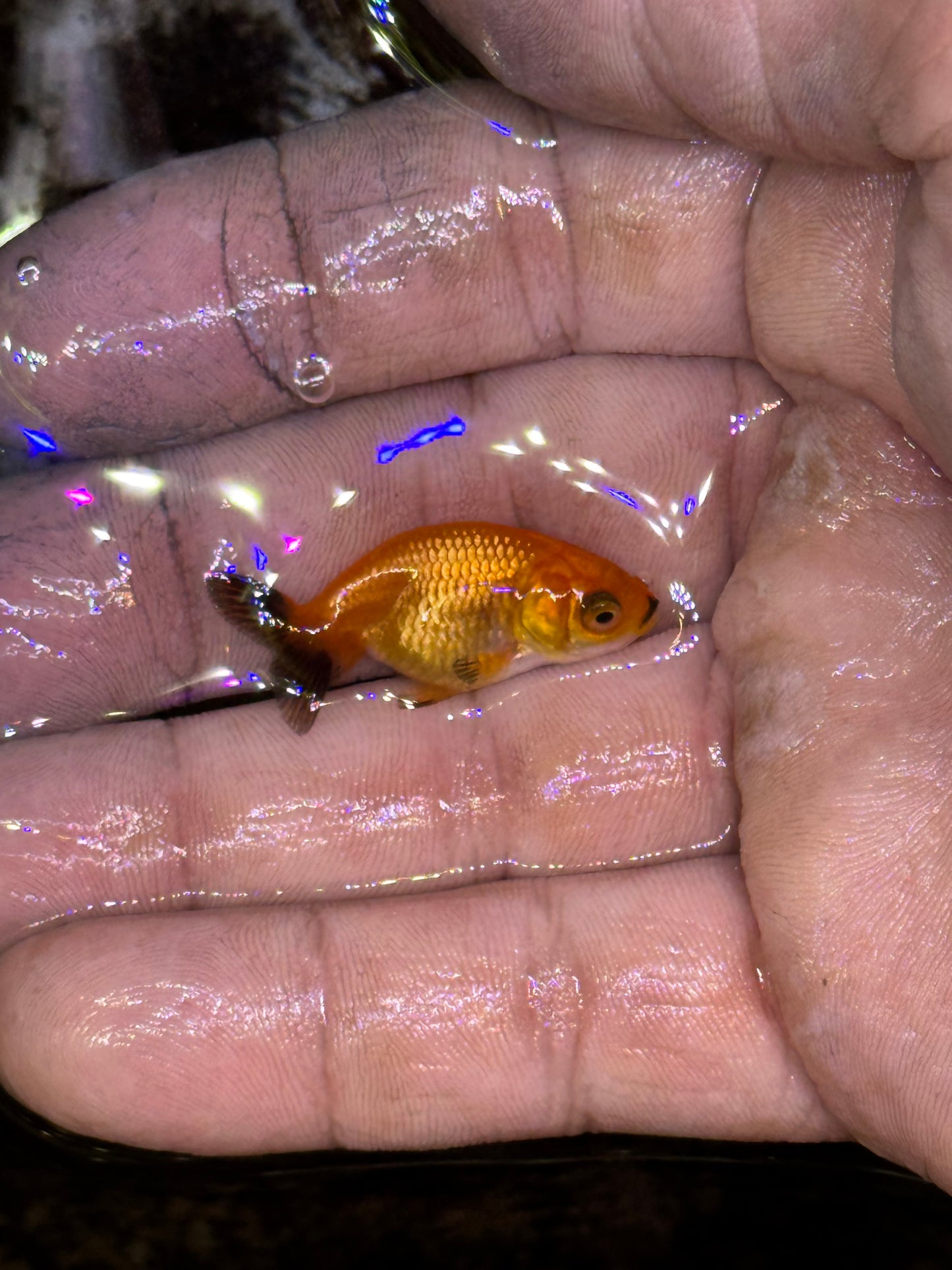 Assorted red/white small/lower quality ranchus (group of five)