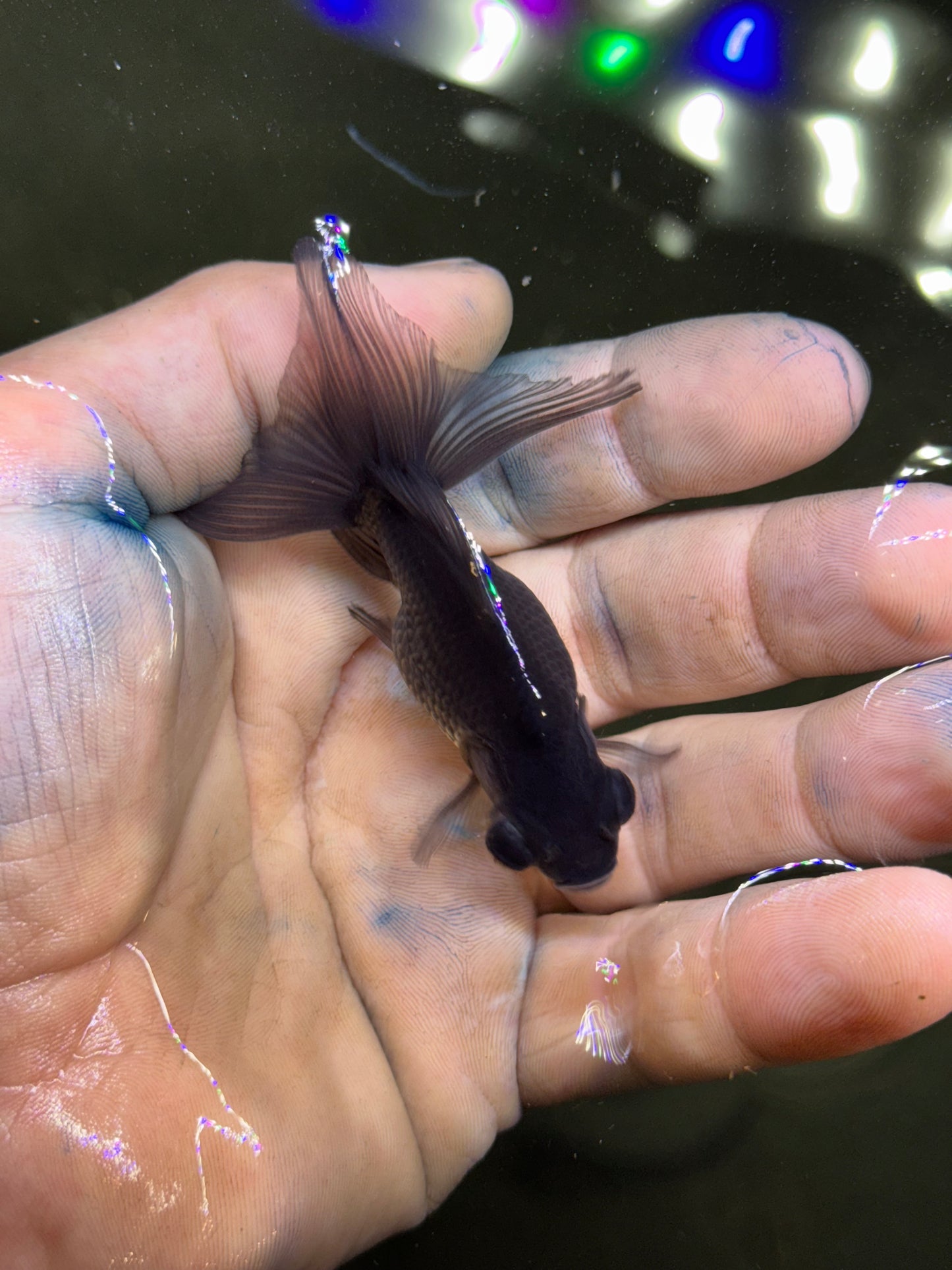 Assorted mini Jills - black telescope goldfish (group of 2)