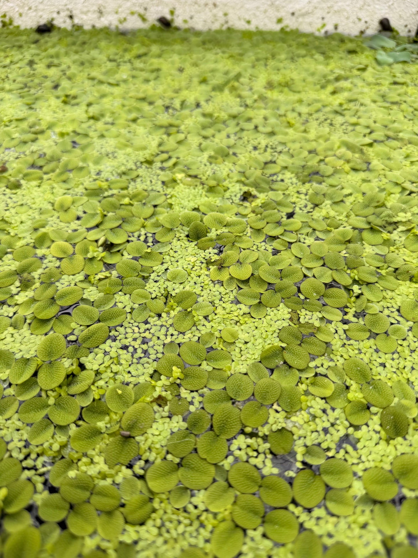 Assorted Floating plants bundle pack