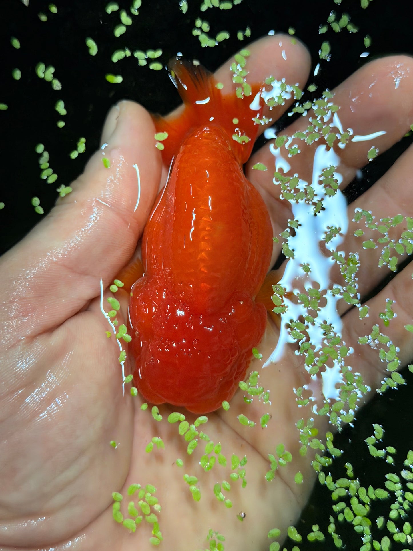 The living, swimming, mandarin orange