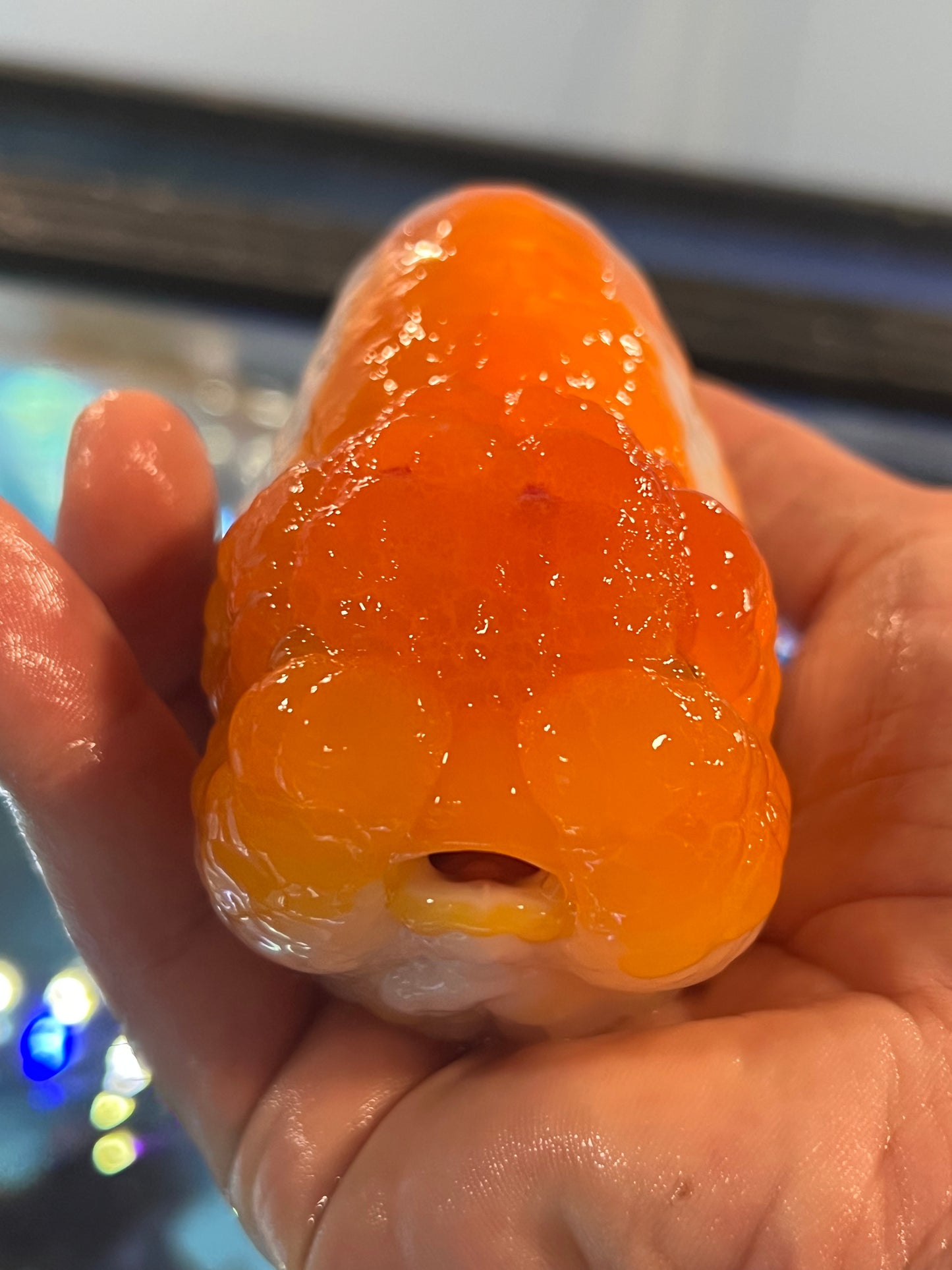 8-9 inch jumbo orange & white ranchu