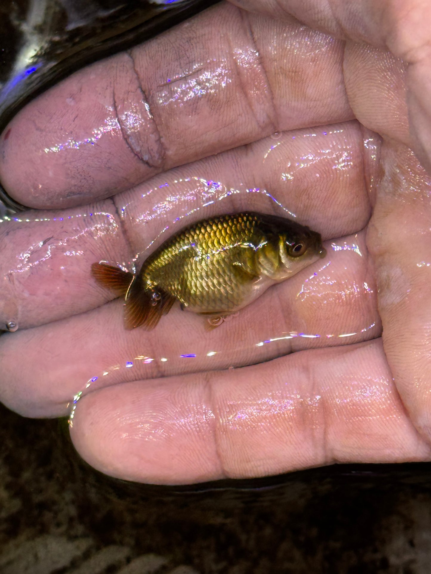 Assorted red/white small/lower quality ranchus (group of five)