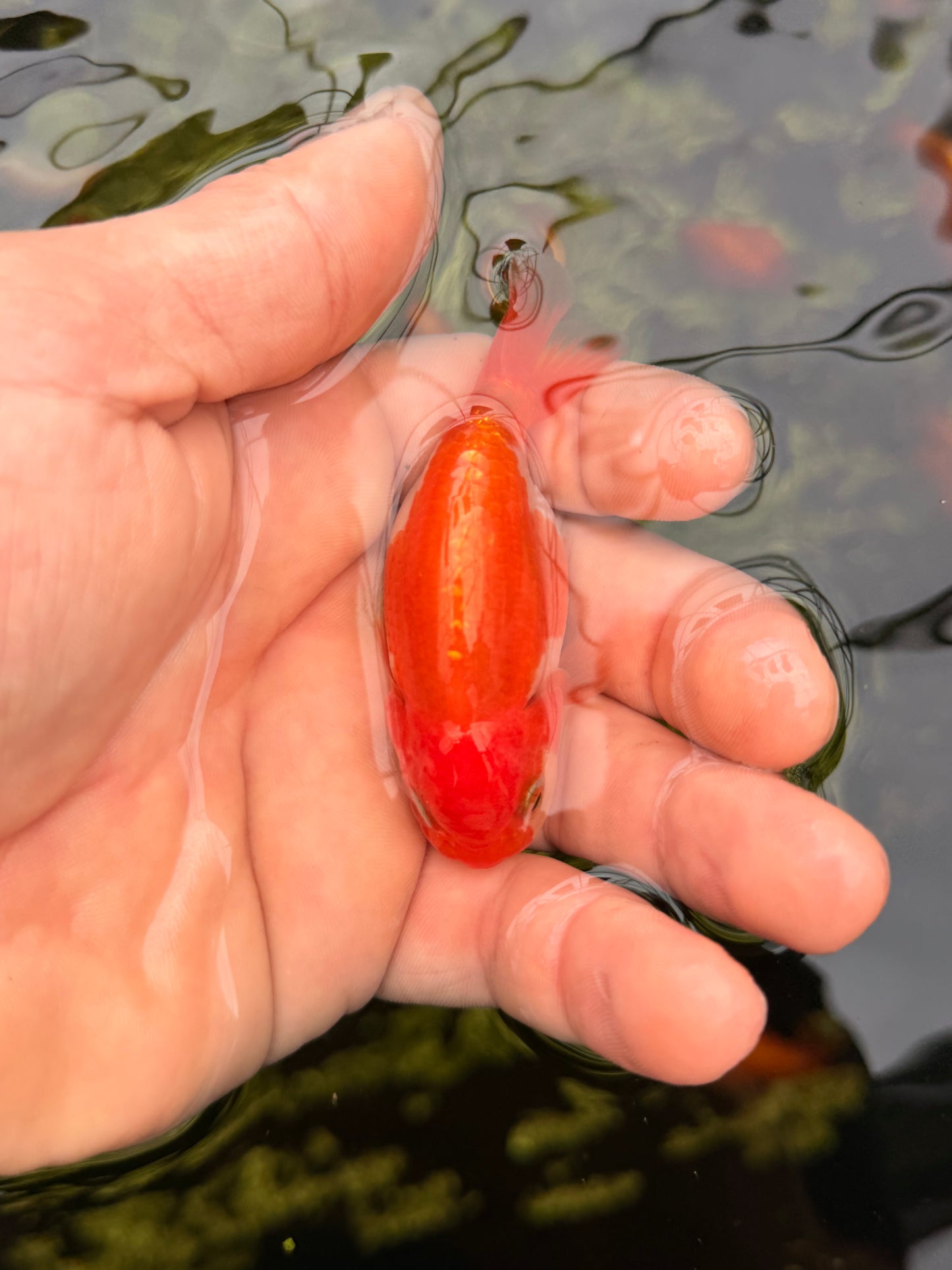 Mr. Half Ketchup Nugget