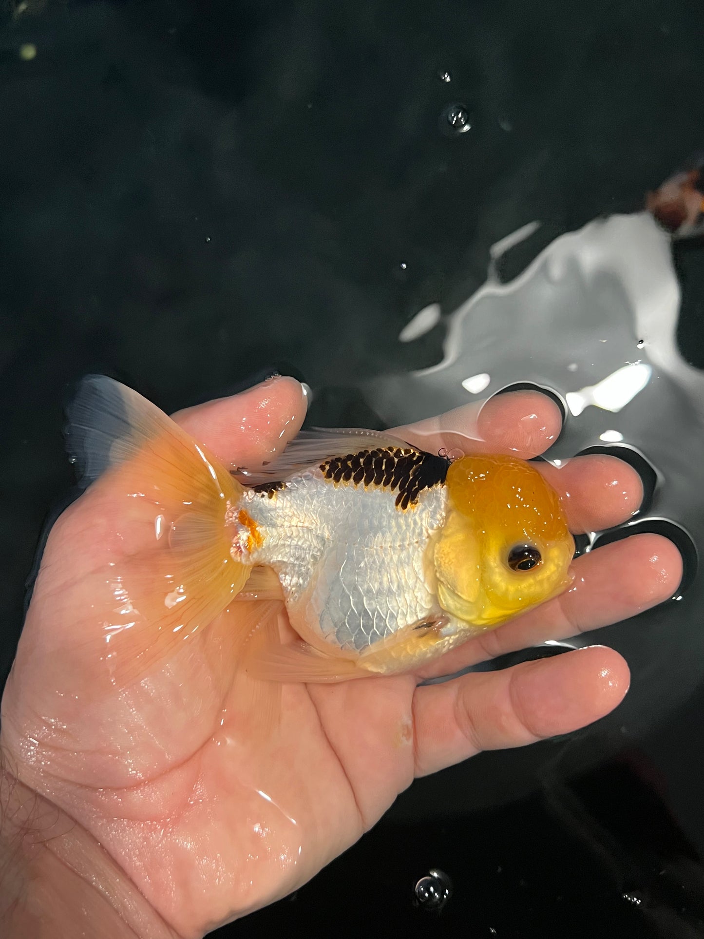Yellow Fin Tuna