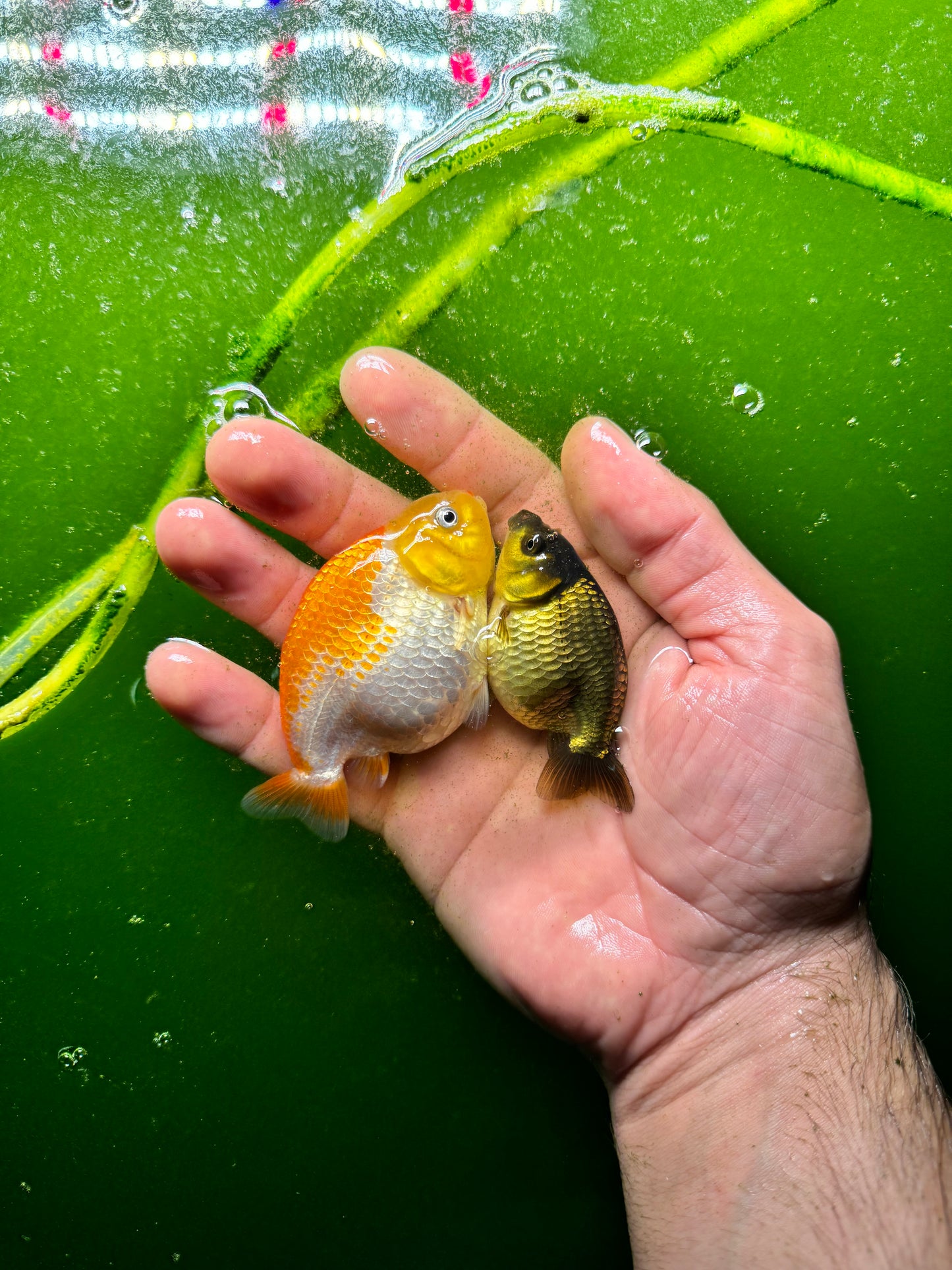 Two medium quality ranchus