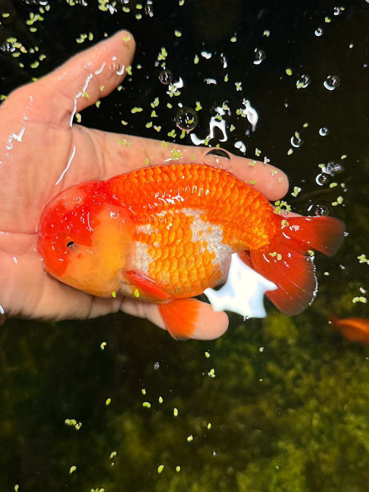 Randolf the Jumbo Ranchu Goldfish
