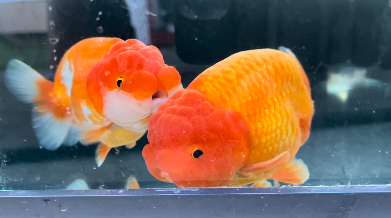 Caring for your Fancy Goldfish - Hikari Sales USA
