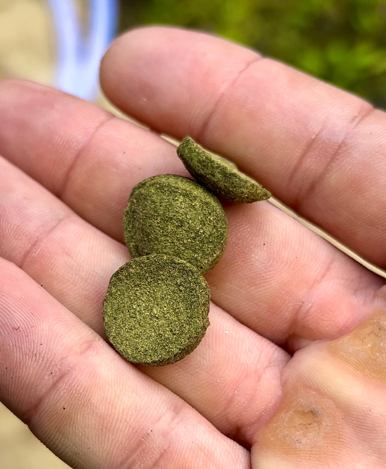 Algae Wafers