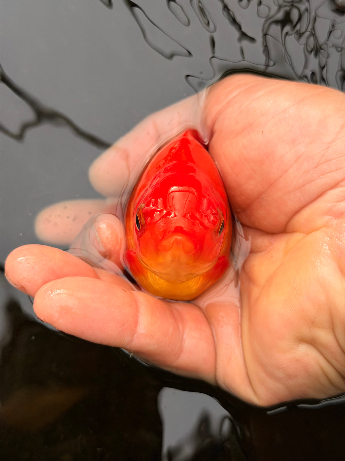 Grok the fish