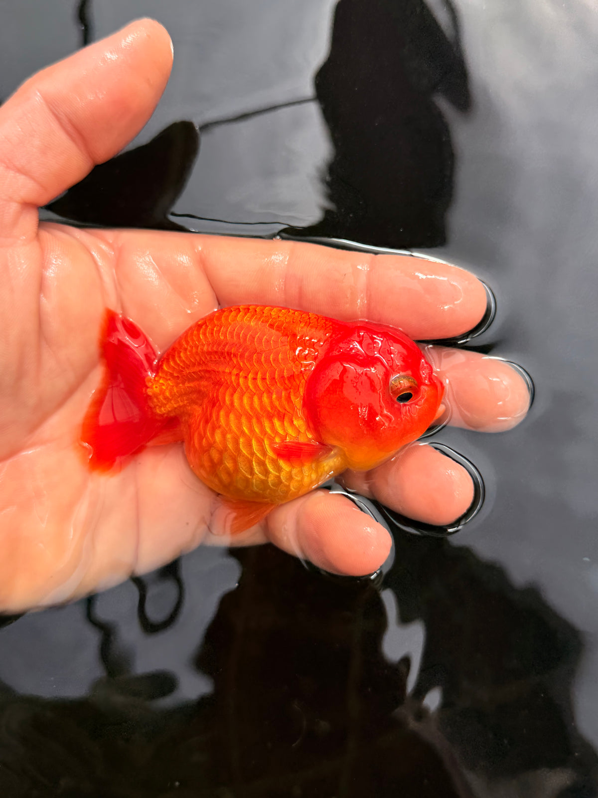 Orange Nugget Head
