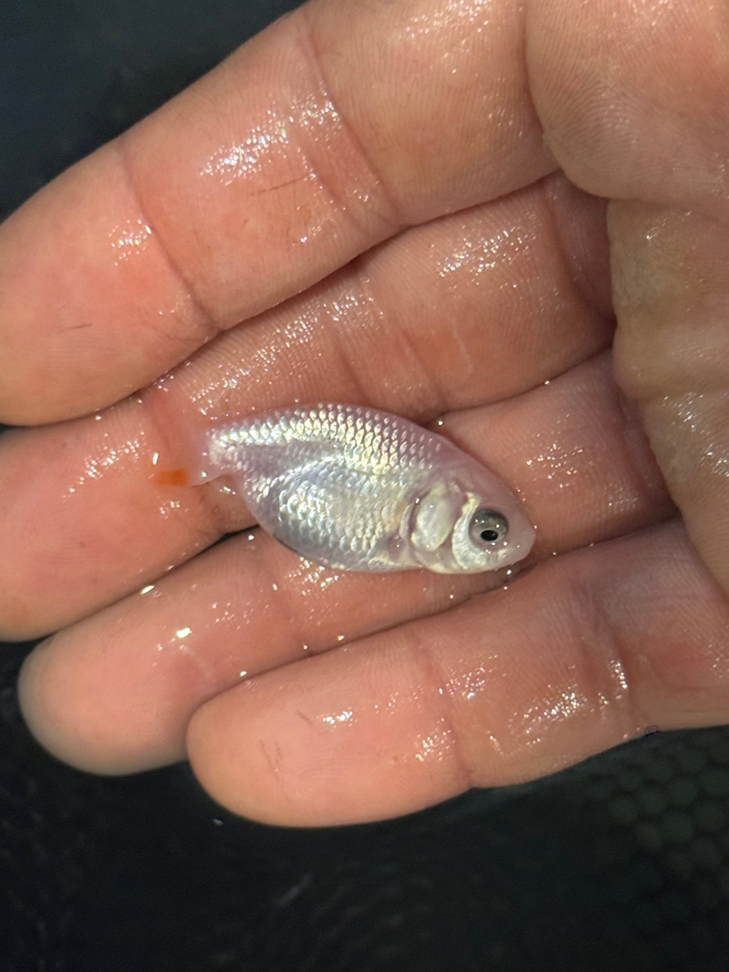 Assorted red/white small/lower quality ranchus (group of five)