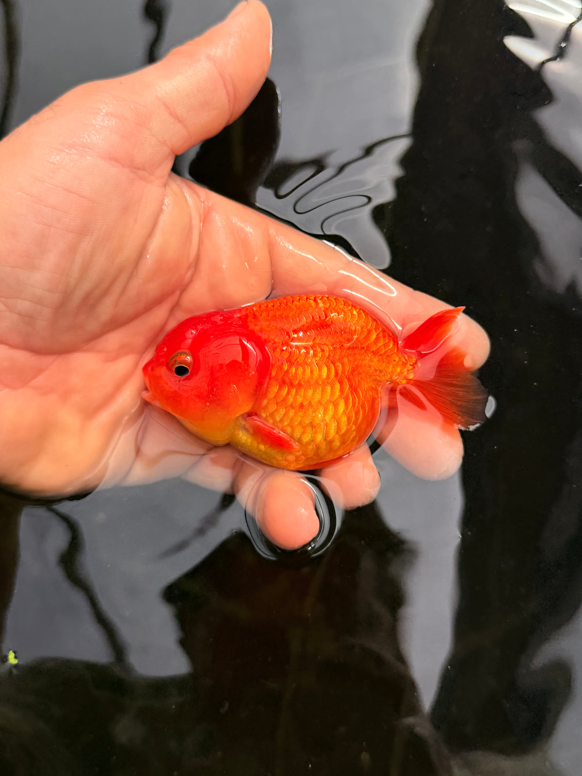 Orange Nugget Head