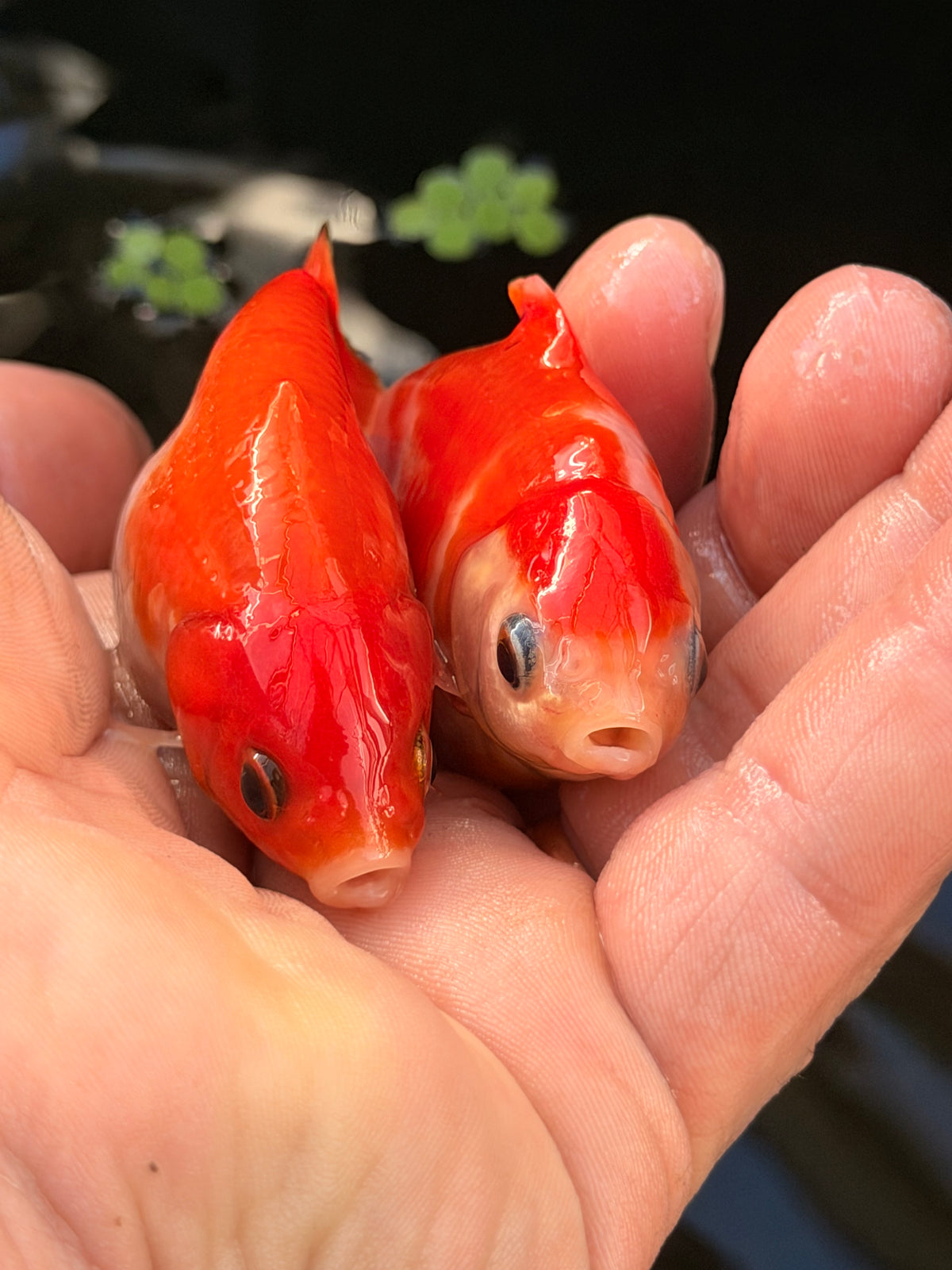 The Dragon Shark Duo