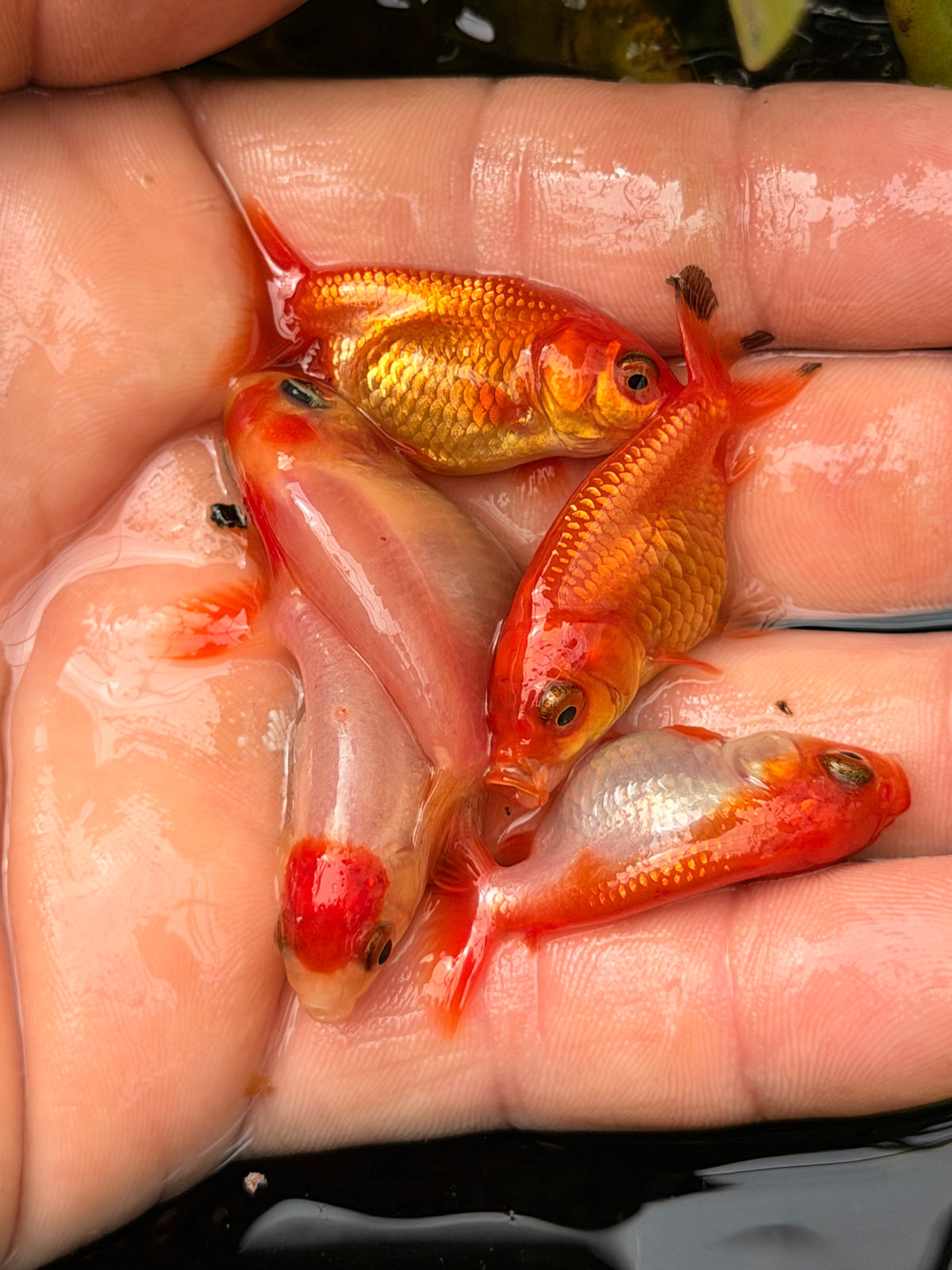 Group of 5 small medium quality ranchus