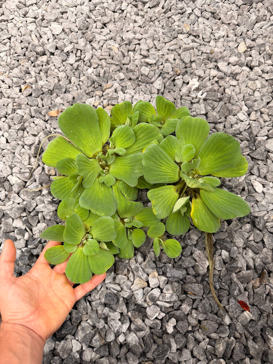 Water Lettuce