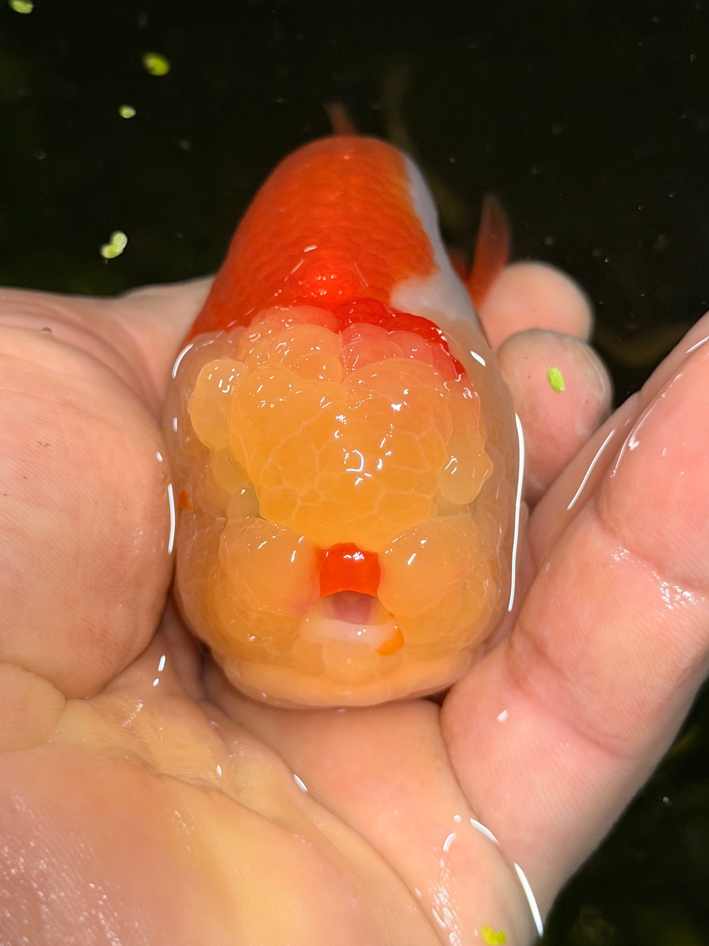 A offspring of gigglypuff