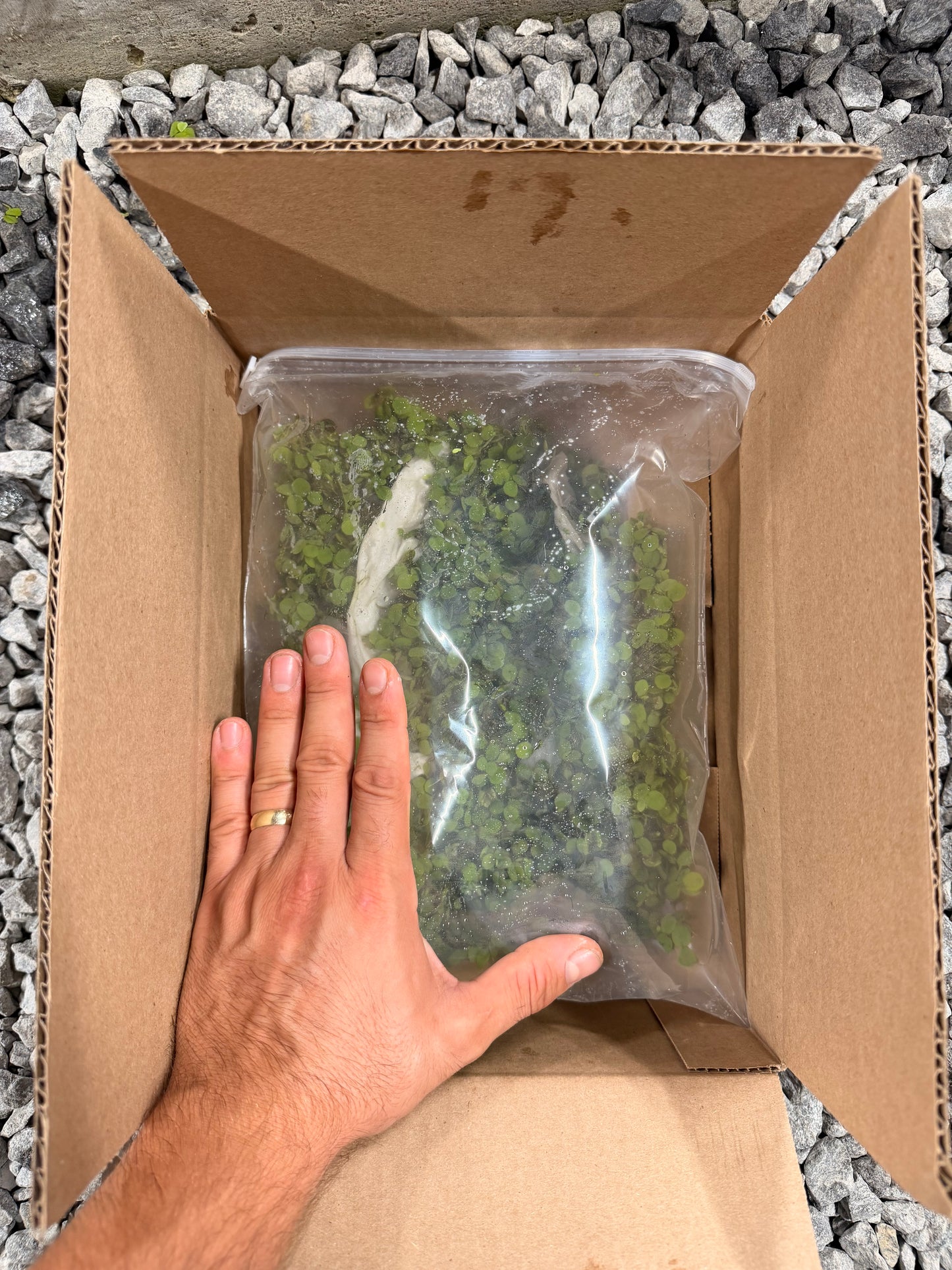 Salvinia Minima (FREE SHIPPING)