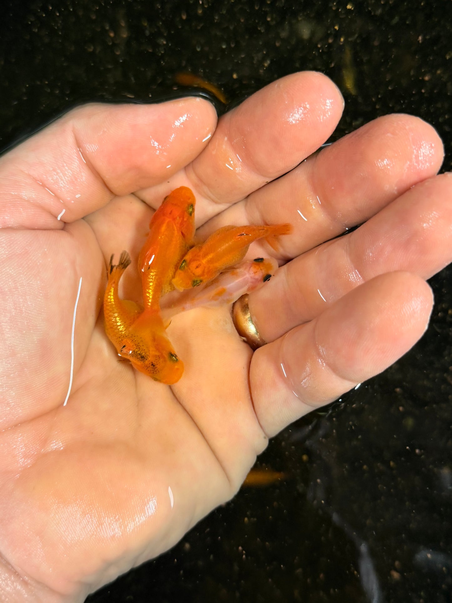 Group of 5 larger low quality babies