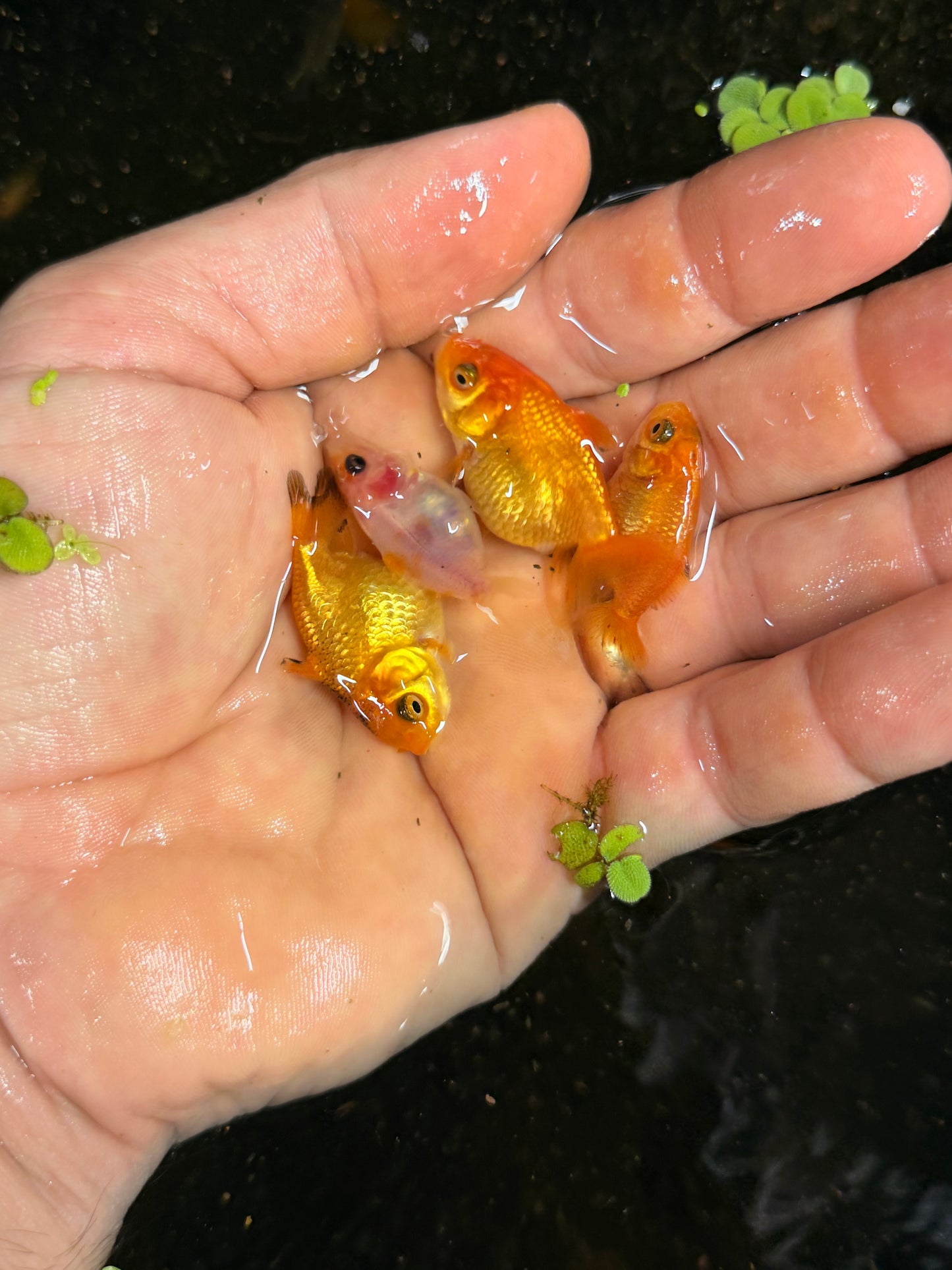 Group of 5 larger low quality babies
